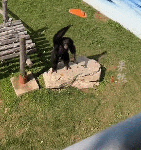 游客拖鞋掉进猩猩园<strong></p>
<p>币猩猩</strong>，被大猩猩精准扔回！