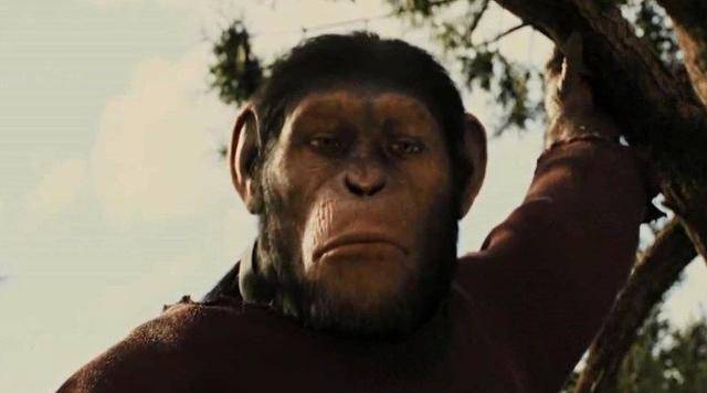 当猩猩和人拥有了相同的智慧人类和猩猩还能和平相处吗<strong></p>
<p>币猩猩</strong>？