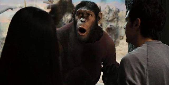 当猩猩和人拥有了相同的智慧人类和猩猩还能和平相处吗<strong></p>
<p>币猩猩</strong>？