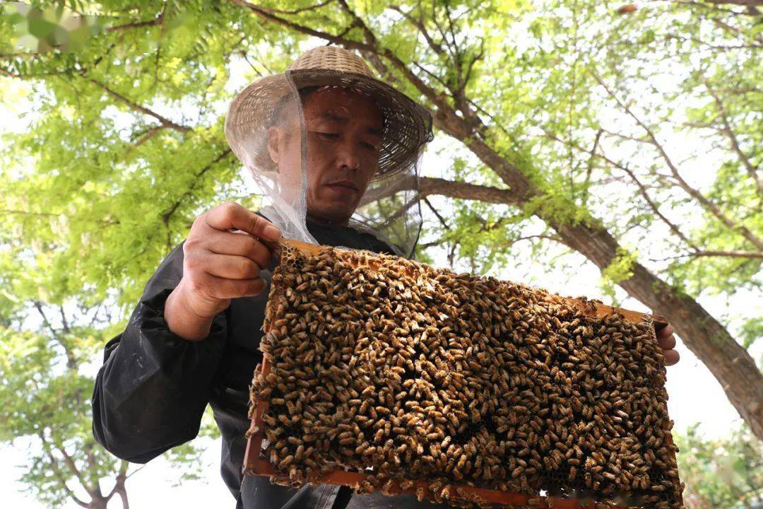【人文纪实】津门网李克君：追花而驻养蜂人