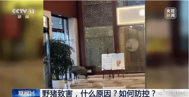 野猪侵入高铁联络线与列车相撞<strong></p>
<p>货币和钱的区别</strong>，此类事故如何避免？
