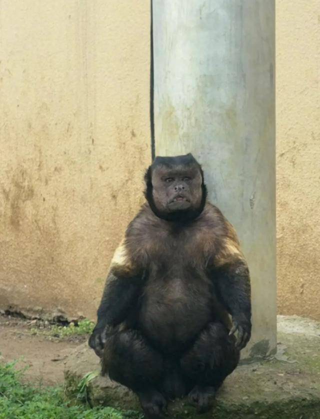 网红猴“大壮”突然离世<strong></p>
<p>比特币交易信息平台</strong>！曾因方脸“丑”出圈