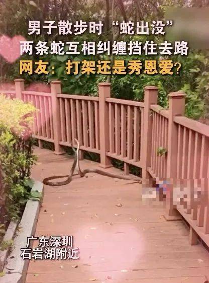 惊恐！毒蛇缠在自行车上<strong></p>
<p>USDa</strong>，深圳13岁男孩伸手被咬！近期超80人中招