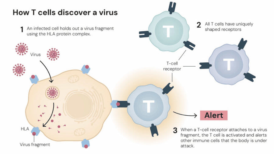 这个诺奖迟到了30年<strong></p>
<p>波卡币交易所</strong>!三位科学家揭示免疫系统如何避免“自相残杀”