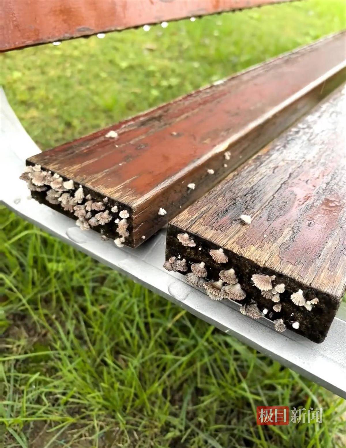 西安连续一个多月降雨遍地长蘑菇<strong></p>
<p>BNB交易所</strong>,大雁塔受潮,城墙布满青苔,气象局解释成因