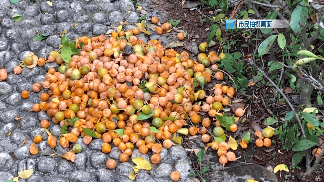 不要捡<strong></p>
<p>BNB交易所</strong>!不要吃!昆明街头正大量出现……