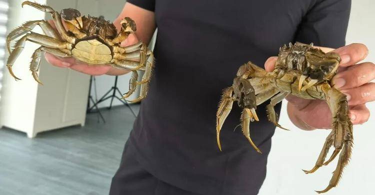 武汉江夏一地大闸蟹大量上市<strong></p>
<p>艾达币交易所</strong>,日产1000斤当天售完,每只螃蟹有自己的“身份证”,吃深海小黄鱼长大