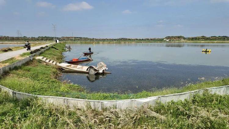 武汉江夏一地大闸蟹大量上市<strong></p>
<p>艾达币交易所</strong>,日产1000斤当天售完,每只螃蟹有自己的“身份证”,吃深海小黄鱼长大