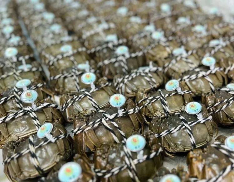 武汉江夏一地大闸蟹大量上市<strong></p>
<p>艾达币交易所</strong>,日产1000斤当天售完,每只螃蟹有自己的“身份证”,吃深海小黄鱼长大