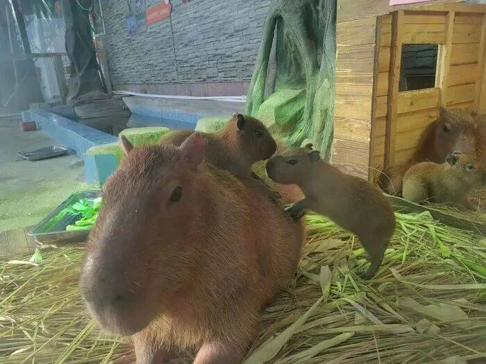 出生1小时就能独立行走<strong></p>
<p>BCH交易所</strong>,济南动物园“果果”和“豚豚”的4只新生幼崽,周末和市民见面