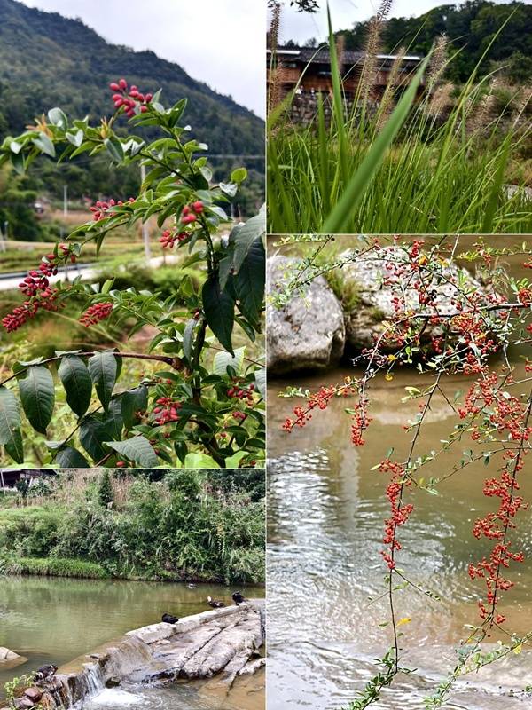 推窗见梯田<strong></p>
<p>莱特币交易所</strong>!梧桐山民宿:把日子过成诗