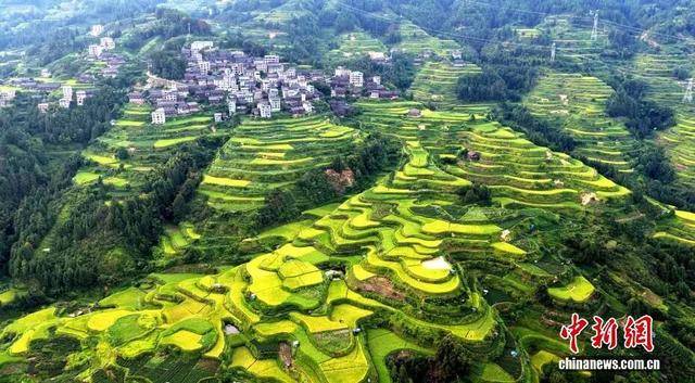 金秋<strong></p>
<p>LTC交易所</strong>,广西的梯田一点不输!