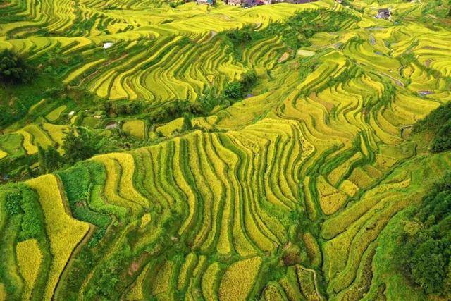 金秋<strong></p>
<p>LTC交易所</strong>,广西的梯田一点不输!