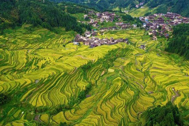 金秋<strong></p>
<p>LTC交易所</strong>,广西的梯田一点不输!