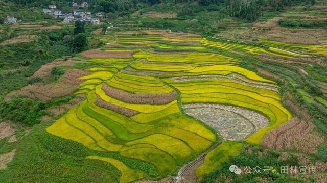 金秋<strong></p>
<p>LTC交易所</strong>,广西的梯田一点不输!