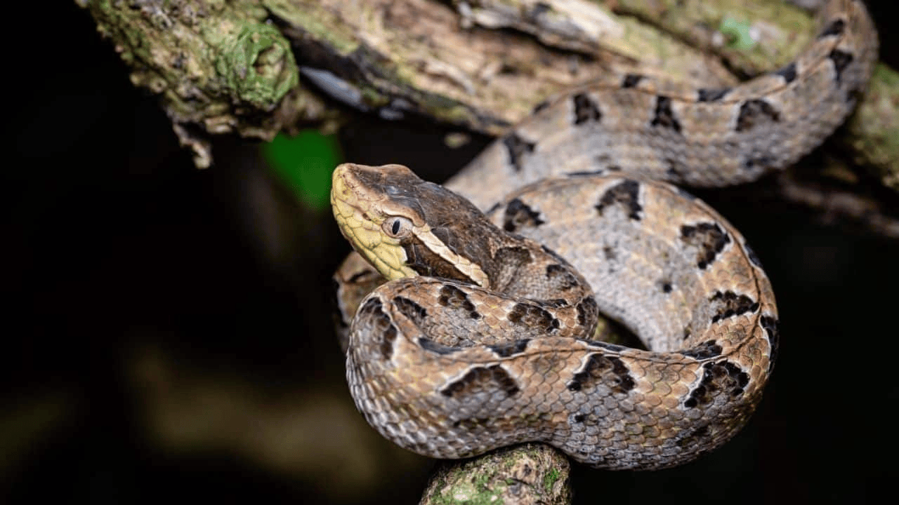 泰国女子在ATM机取钱<strong></p>
<p>比特币交易所</strong>,取款口突然窜出一条蛇