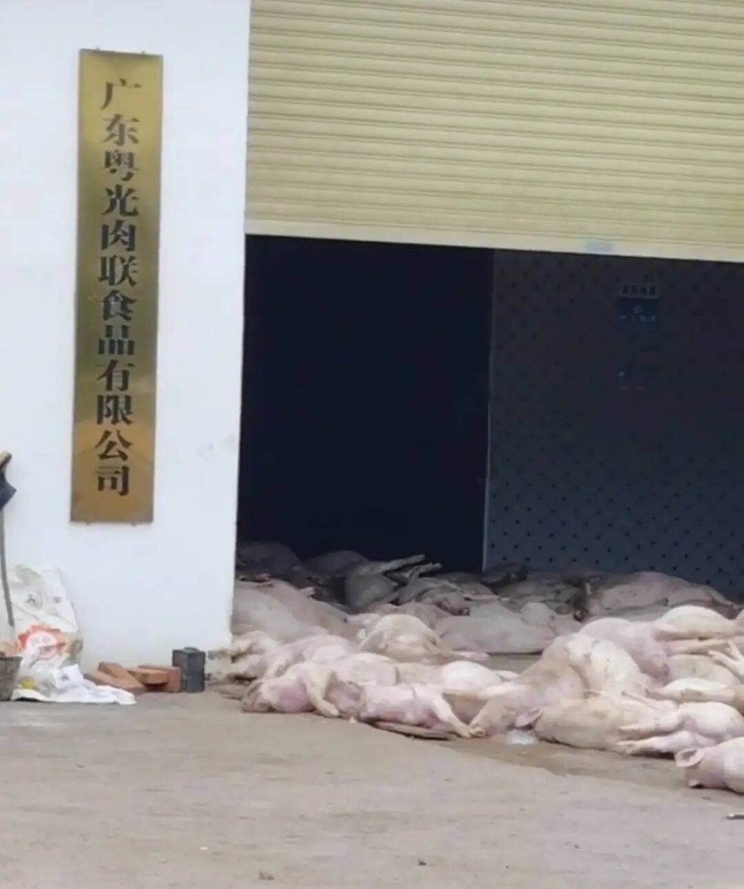 广东一肉联公司门口堆满死猪<strong></p>
<p>绿洲币</strong>,官方:7人被控制