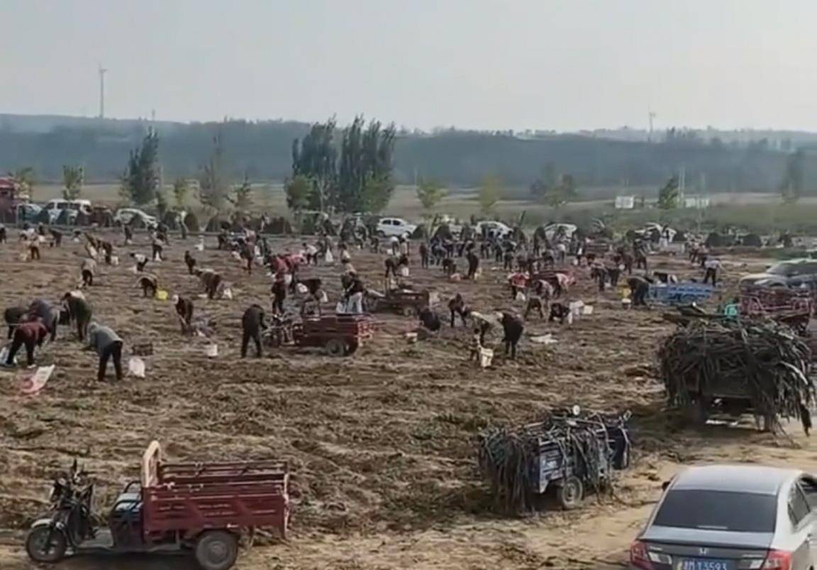 数百人冲进地里捡红薯<strong></p>
<p>恒币</strong>,田主称是秋收剩下的,网友:免费翻地,利人利己
