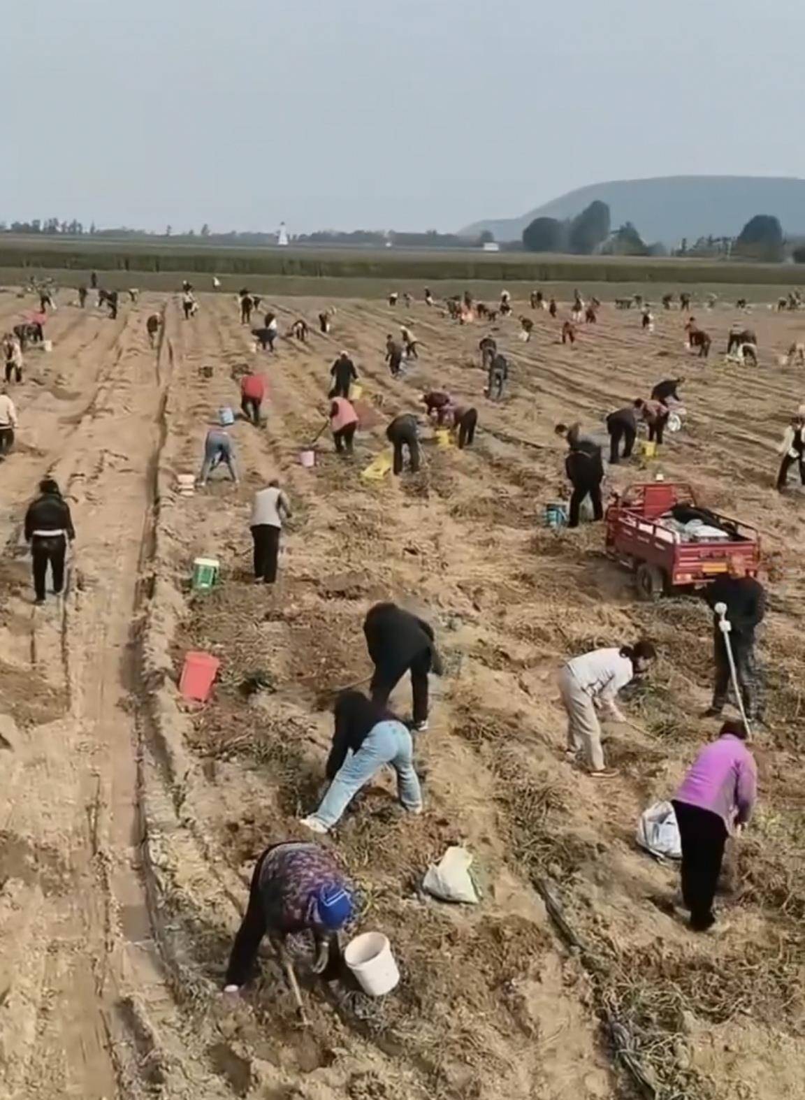 数百人冲进地里捡红薯<strong></p>
<p>恒币</strong>,田主称是秋收剩下的,网友:免费翻地,利人利己