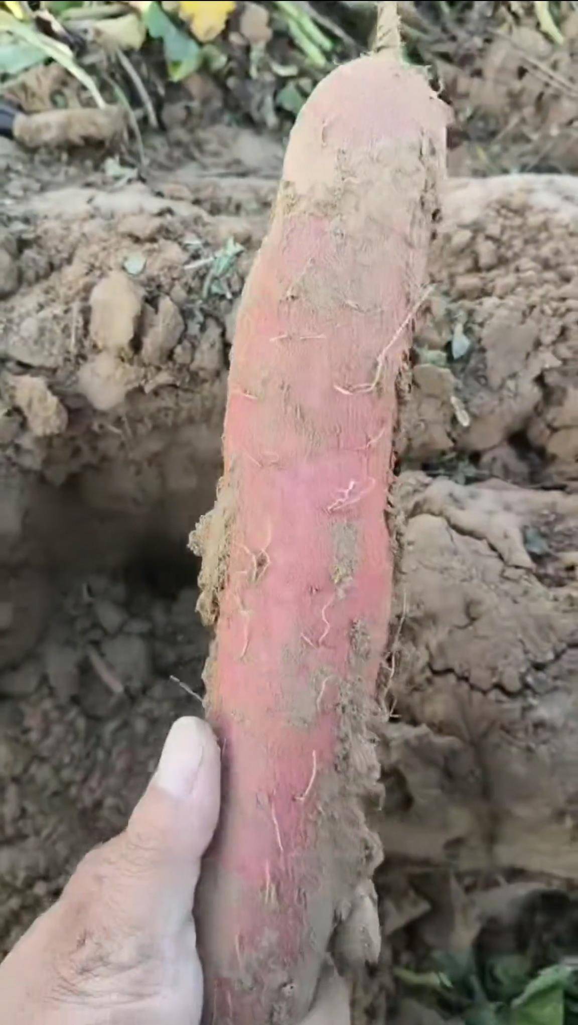 数百人冲进地里捡红薯<strong></p>
<p>恒币</strong>,田主称是秋收剩下的,网友:免费翻地,利人利己