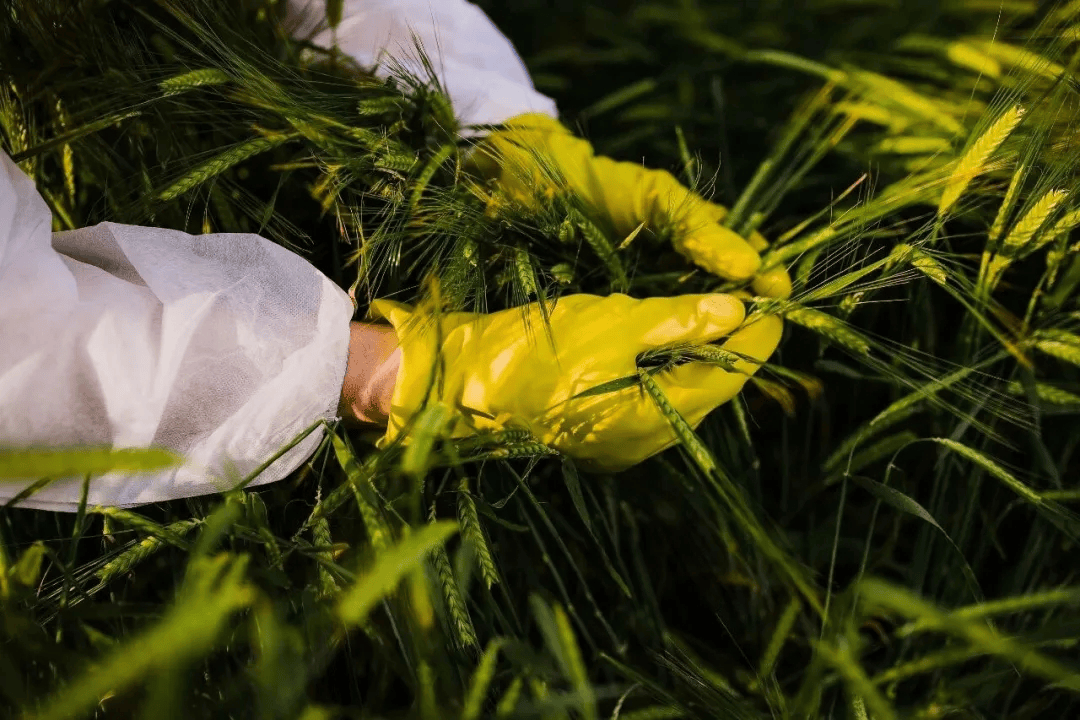 警惕<strong></p>
<p>疯狂兔子币</strong>!田里有间谍