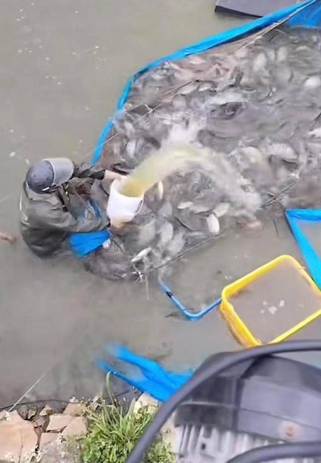 水产市场“麻醉鱼”调查:有商家称麻药有味会换水再卖<strong></p>
<p>37币</strong>,有无危害尚不明