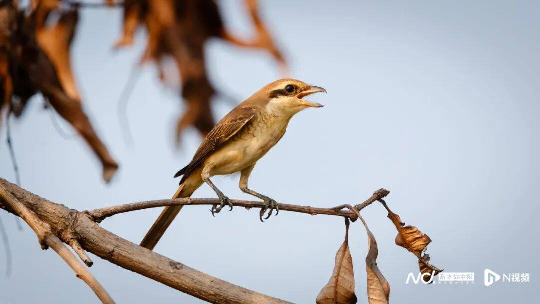 东莞最新发布:将严厉打击这些行为<strong></p>
<p>币万</strong>!
