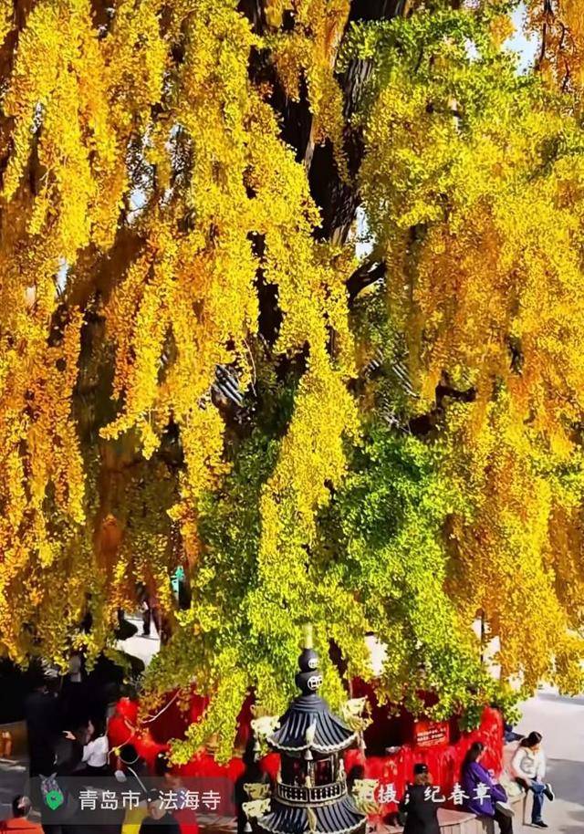 错过等一年!青岛1600岁“银杏王”满树金黄<strong></p>
<p>炒币</strong>,打卡的人“鼓”了