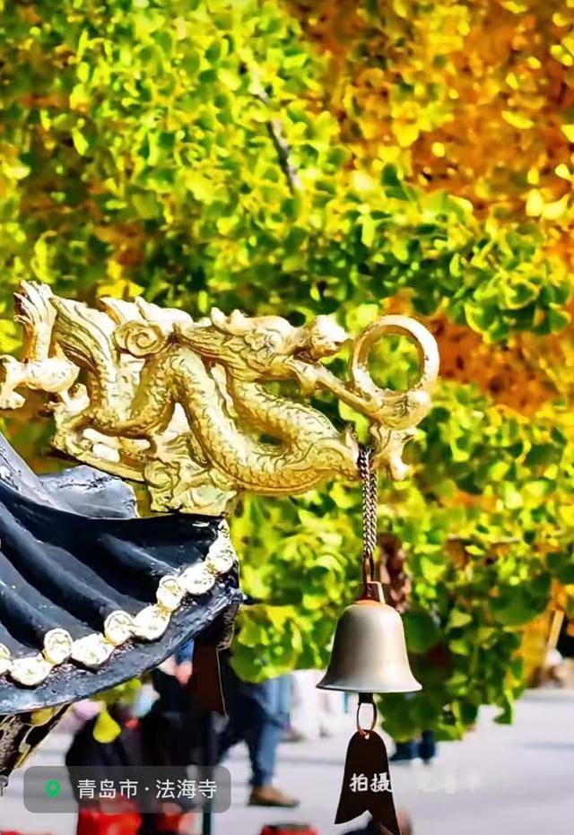 错过等一年!青岛1600岁“银杏王”满树金黄<strong></p>
<p>炒币</strong>,打卡的人“鼓”了