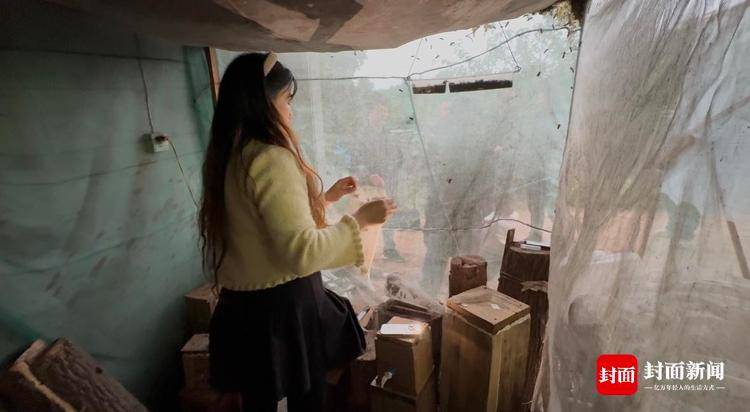 央视曝光“杀人蜂”滥养牟利引关注 四川犍为:正联合调查虎头蜂养殖情况