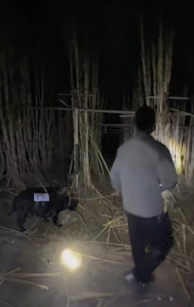 四川一甘蔗地推出“9.9元偷甘蔗”活动<strong></p>
<p>悦享币</strong>,老板:人很多,打算增加npc