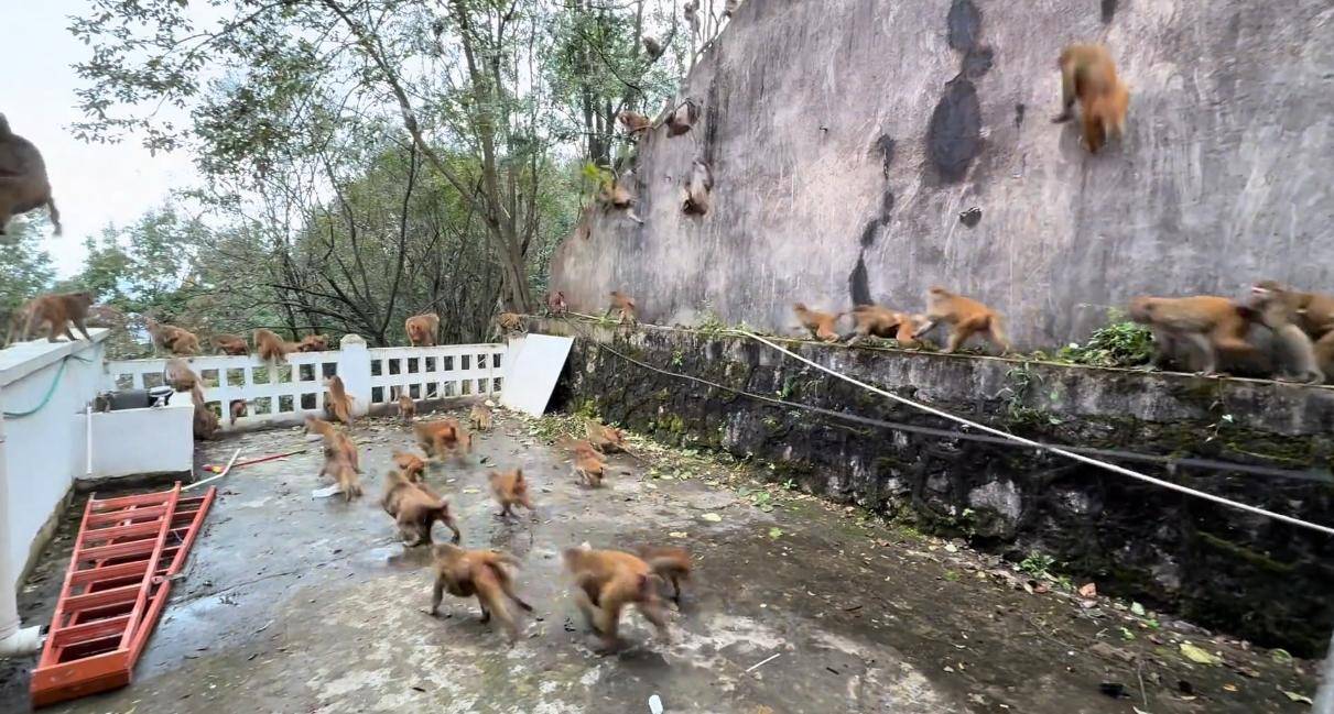 贵州黔灵山猴群一窝蜂冲下山<strong></p>
<p>zsc币</strong>,网友称被吓得汗毛立起来!公园回应:猴群活动,很正常