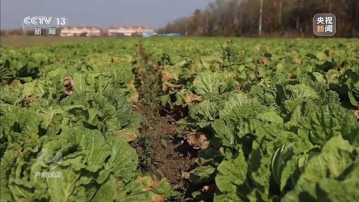 单棵售价超百元<strong></p>
<p>阳光币</strong>,起底“套牌白菜”背后的销售套路