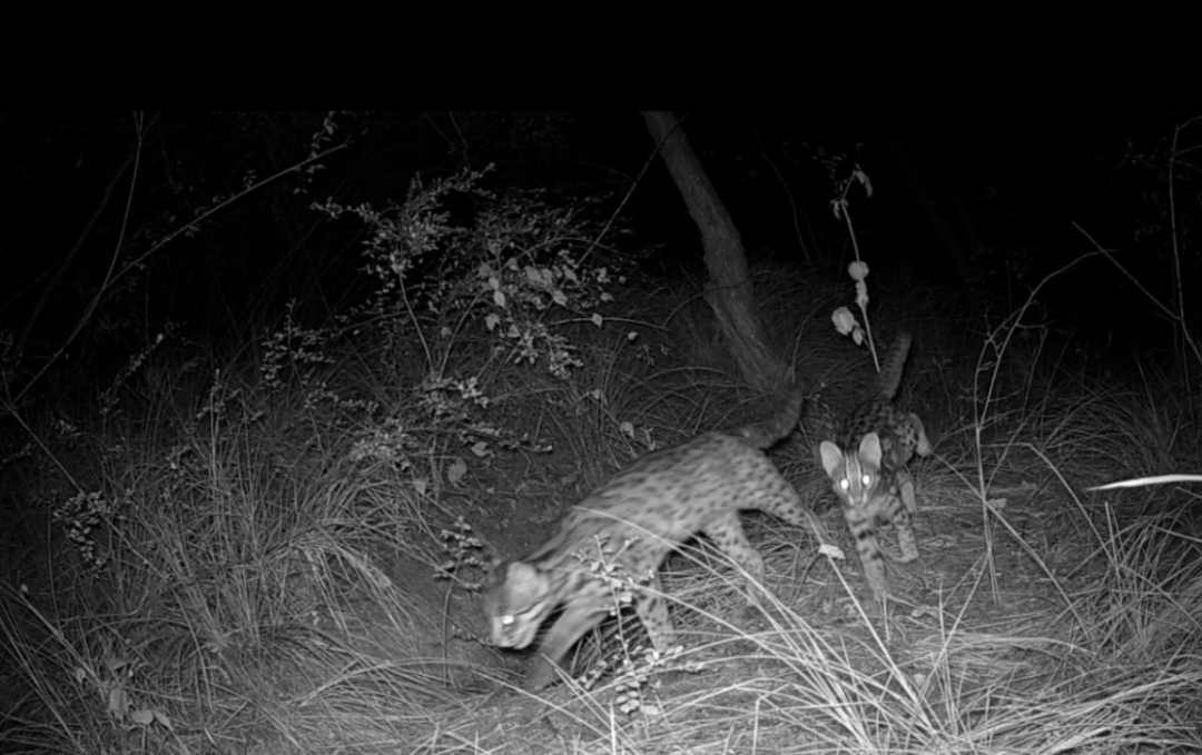 遂宁版“疯狂动物城”上线<strong></p>
<p>阳光币</strong>!