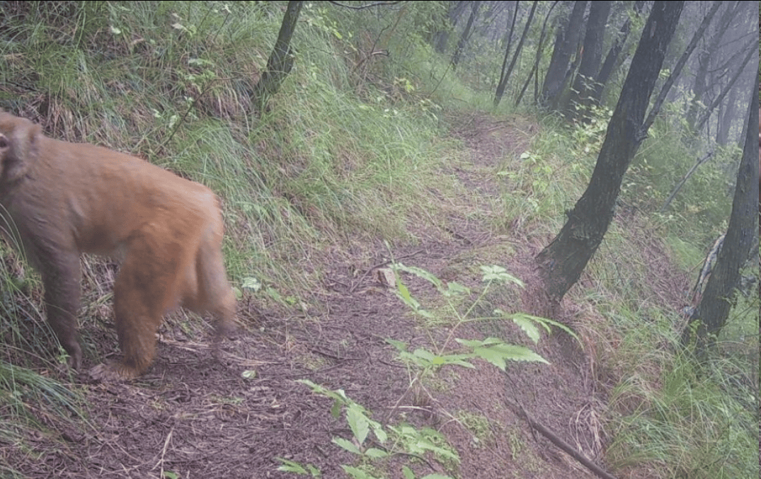 遂宁版“疯狂动物城”上线<strong></p>
<p>阳光币</strong>!