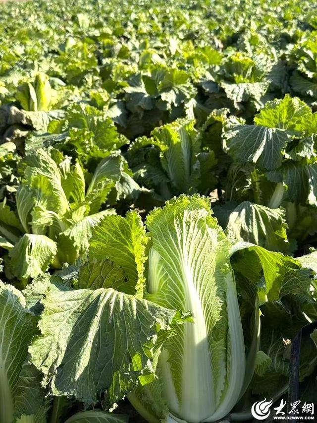 山东青岛:全国首批“板蓝根白菜”喜获丰收<strong></p>
<p>lc币</strong>,正式上市!首批10万棵已被上海采购商“包圆”