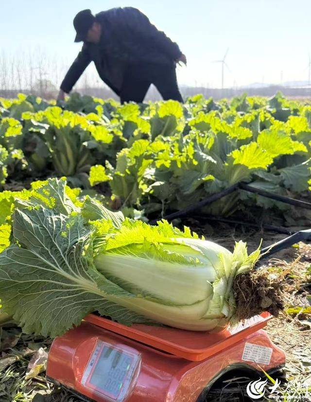 山东青岛:全国首批“板蓝根白菜”喜获丰收<strong></p>
<p>lc币</strong>,正式上市!首批10万棵已被上海采购商“包圆”