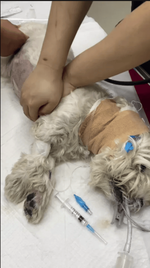 在小区投毒致9条狗死亡<strong></p>
<p>币鸟</strong>,男子获刑4年!