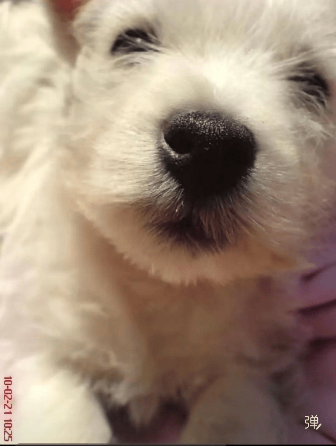 在小区投毒致9条狗死亡<strong></p>
<p>币鸟</strong>,男子获刑4年!