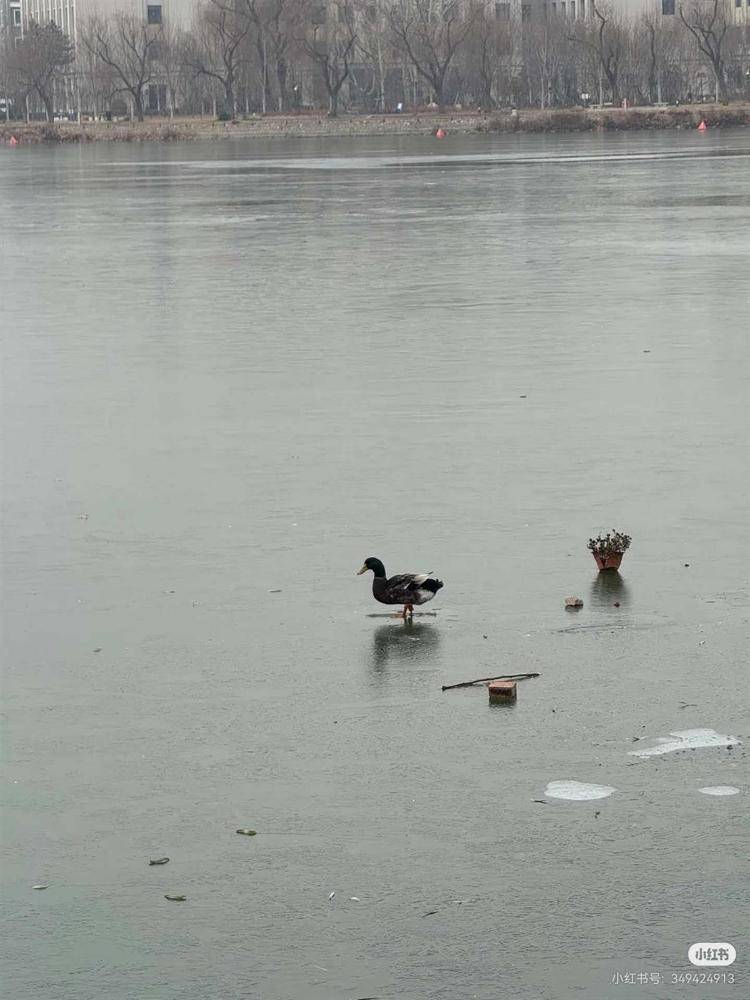 游客称天津一公园有鸭子被冻在冰面上<strong></p>
<p>海贝币</strong>，景区：是野鸭，去救时它能走动，每年都有被冻住的情况