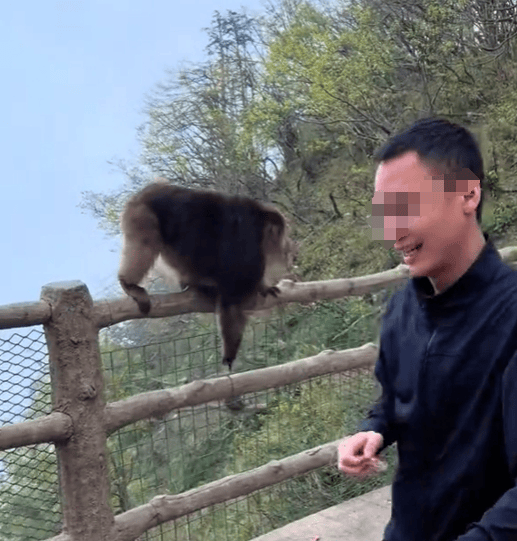 猛推峨眉山猴子的男子已致歉<strong></p>
<p>币圈玉红</strong>，三年内禁止进入景区！猴子没事